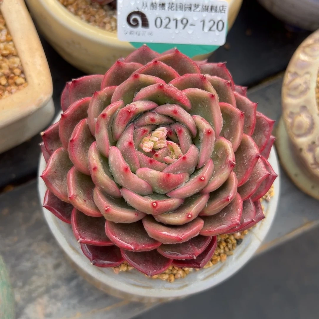 多肉一物一拍0219-120