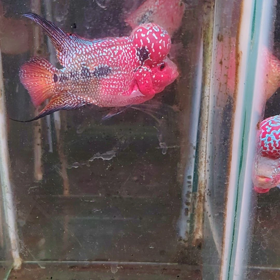 罗汉鱼222222222222222