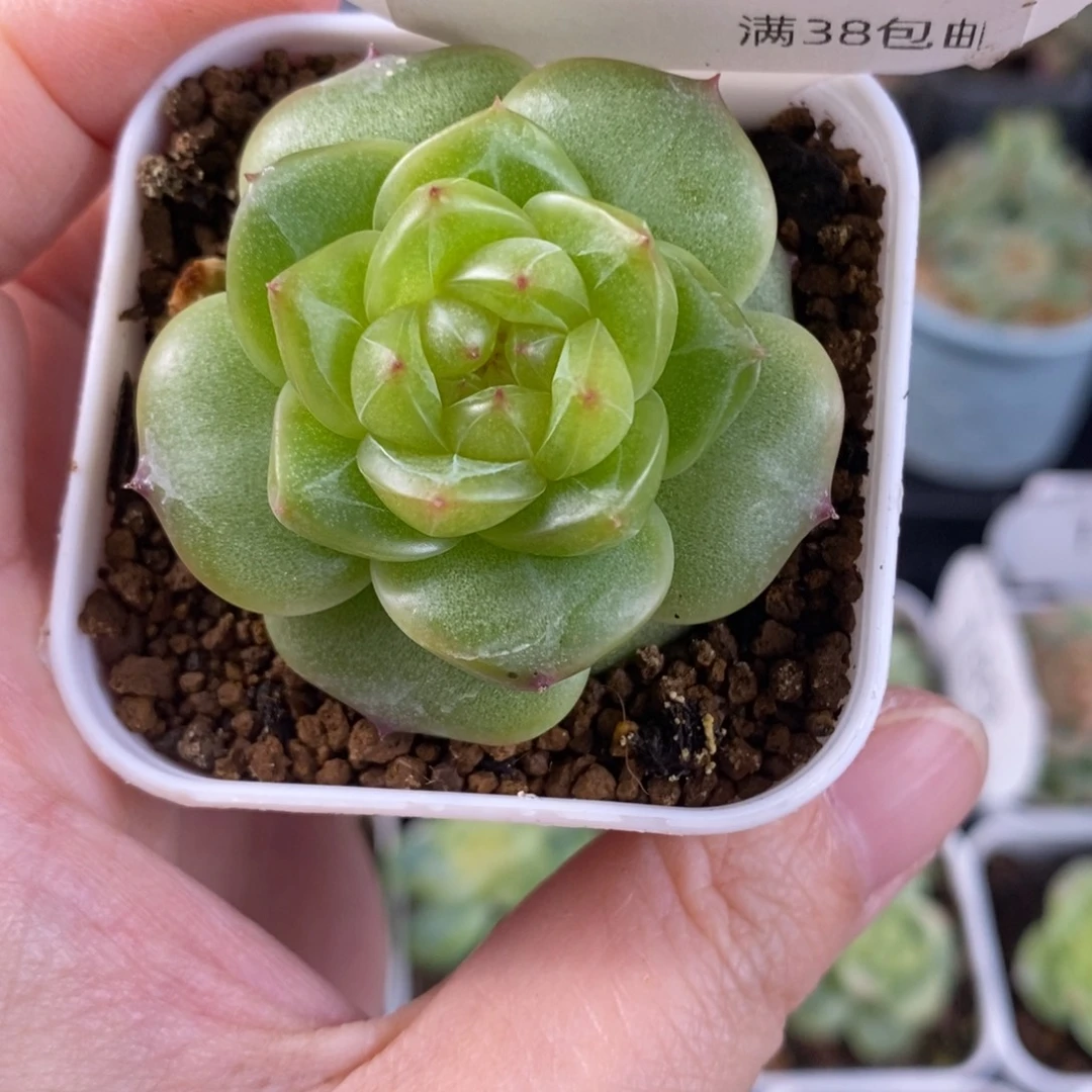 新品孤品珍妮196号