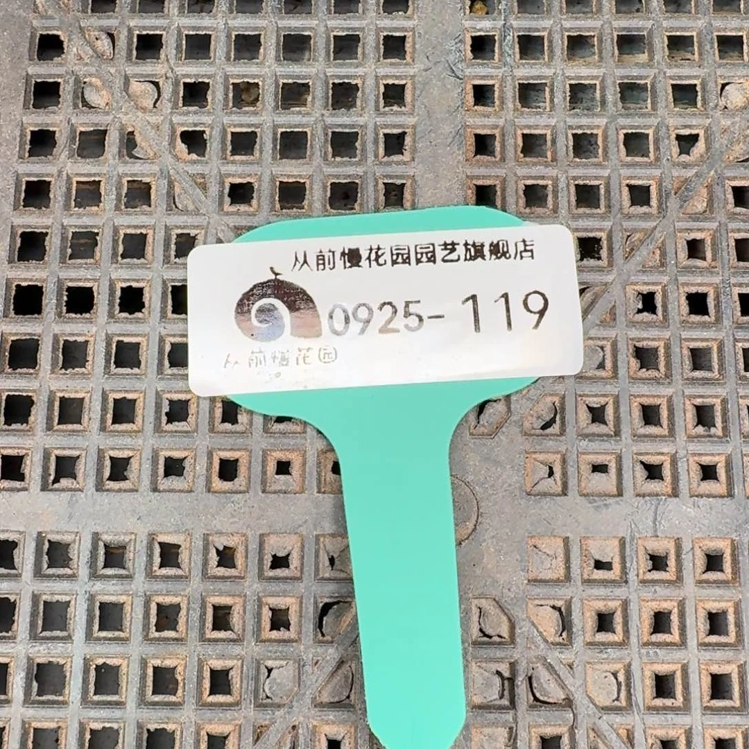 从前慢多肉精选编号0925.119