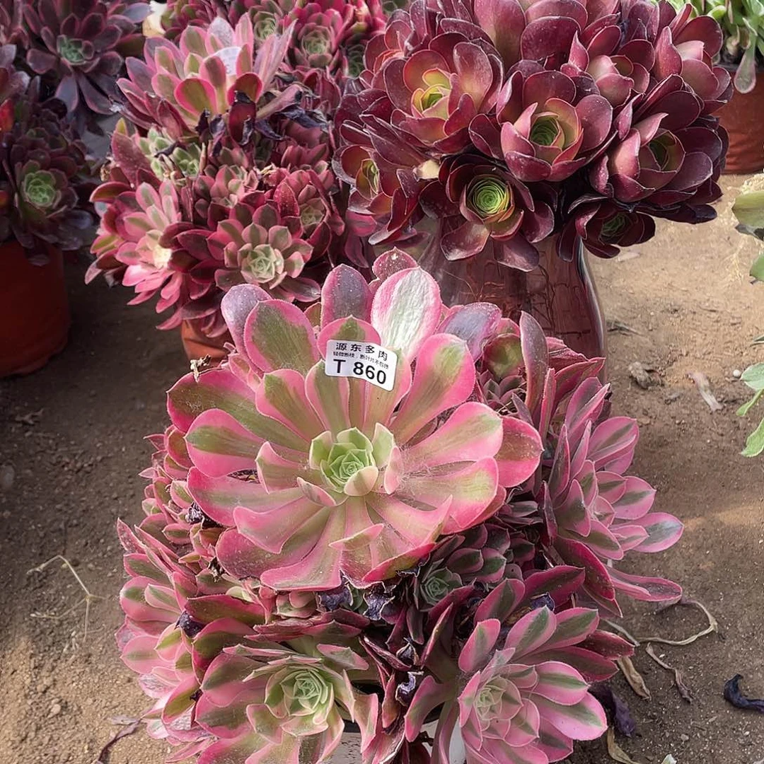 860斑斓多肉法师断枝不包