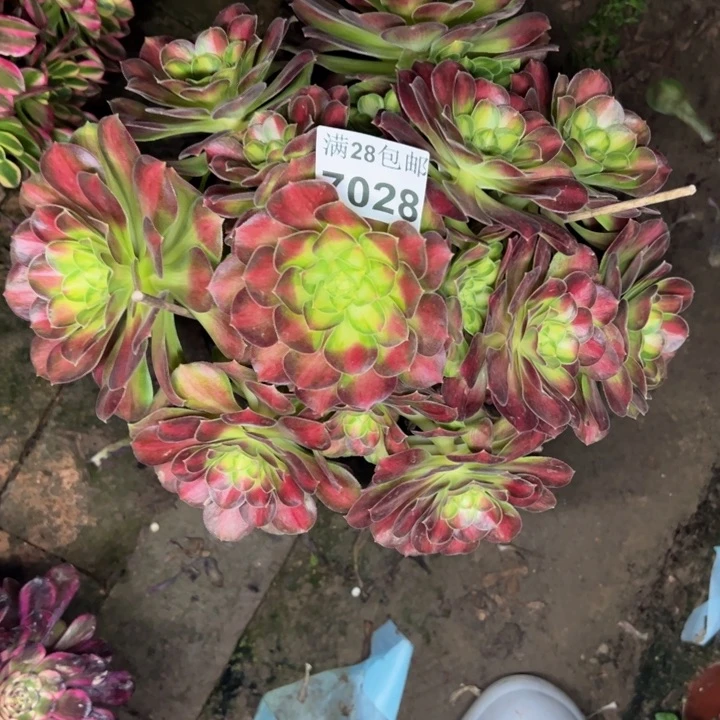7028韶华多肉植物