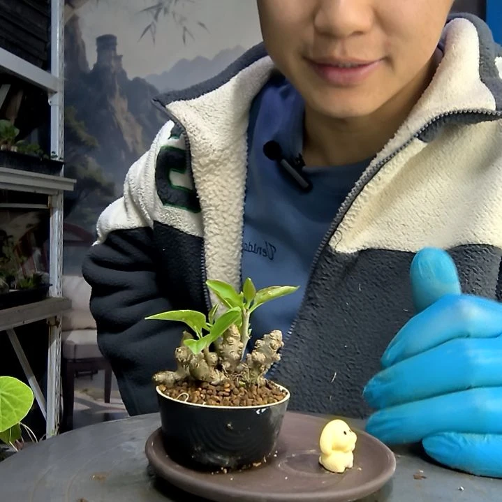 天**福中青园艺一物一拍139