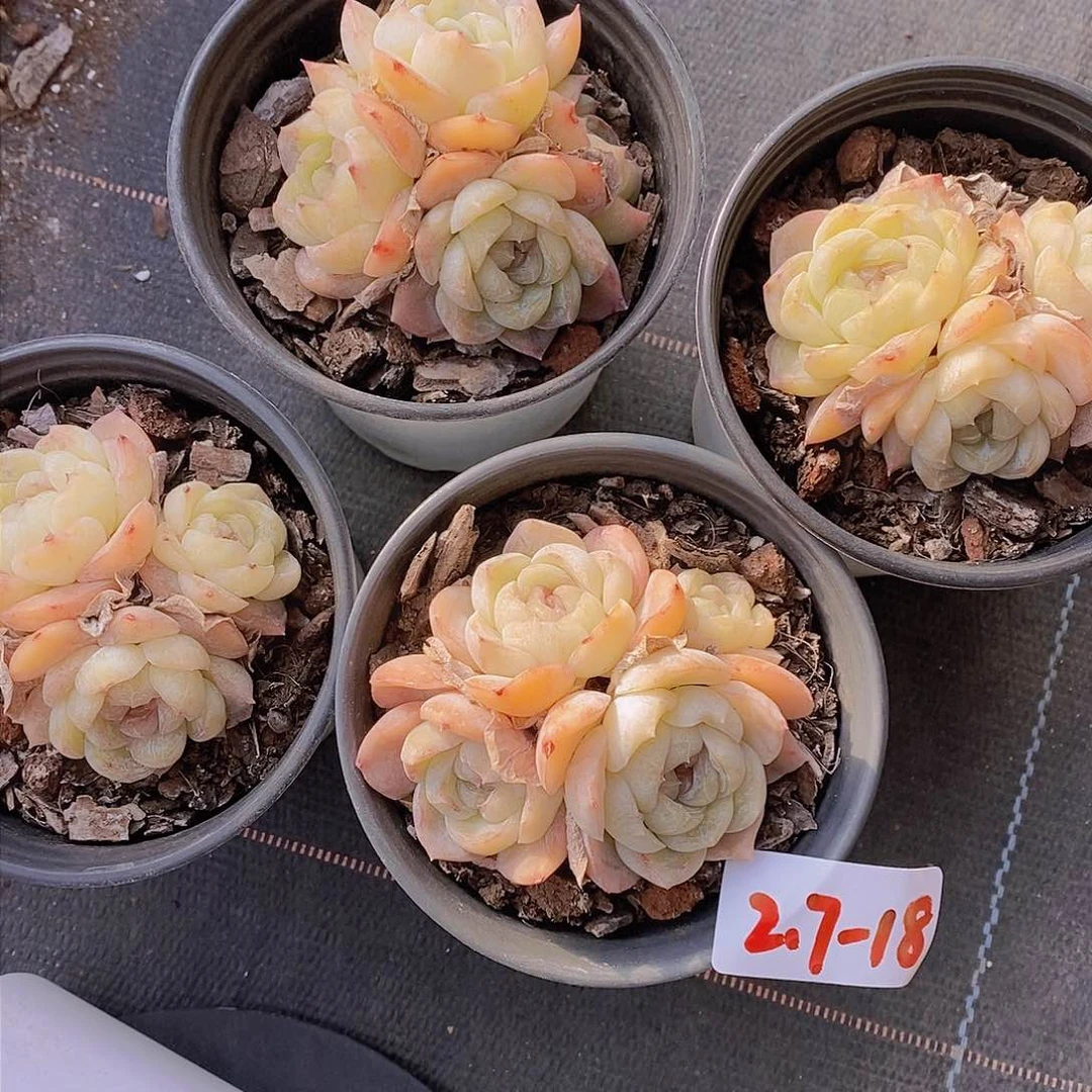 2.7-18-玛奇朵群福利尾货一颗 量拍