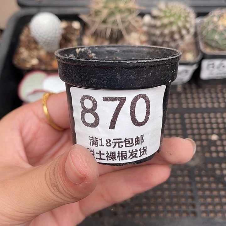870白眉量拍（加库存）