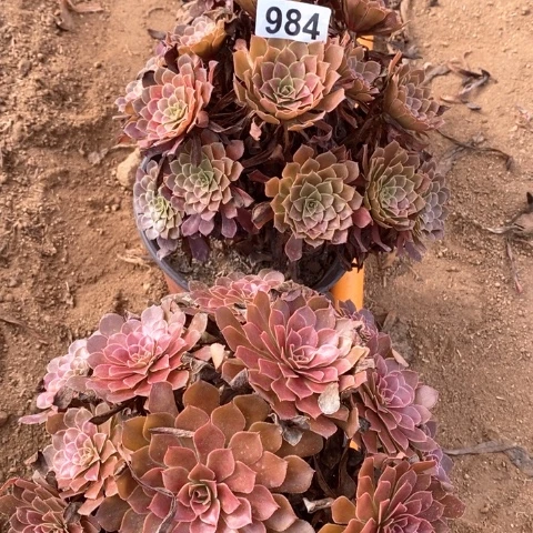*****铜壶法师多肉植物多肉植物984