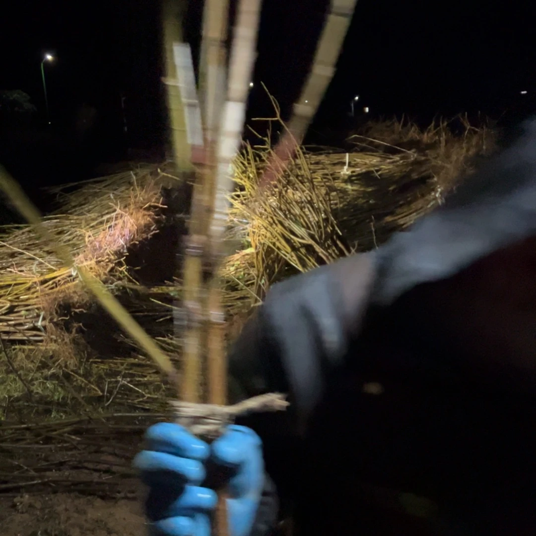 当前无花栽培后可以开花19