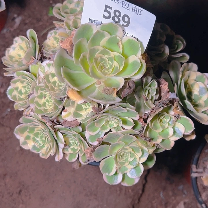 589迈巴赫多肉植物