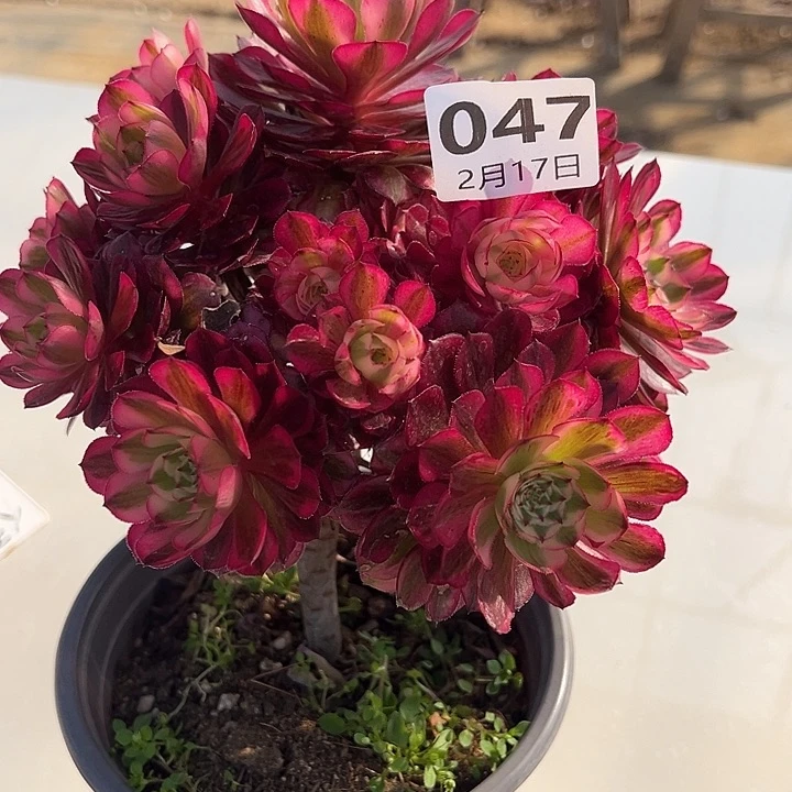 2.17-47红桐柏多肉