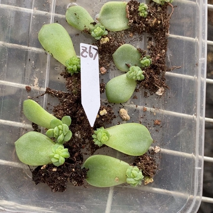 珍妮z67芽苗一个多肉