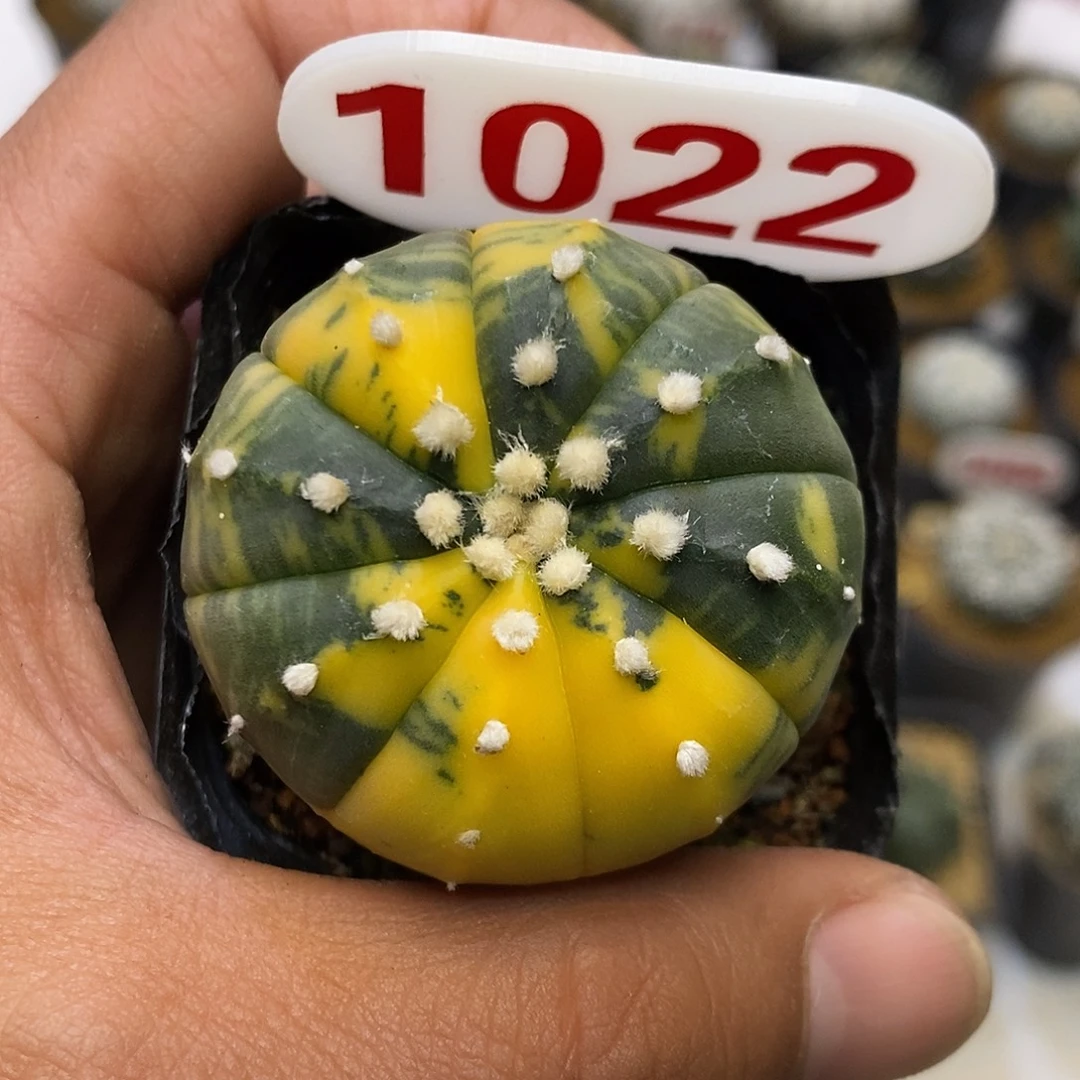 1022福利特价来了哦耶