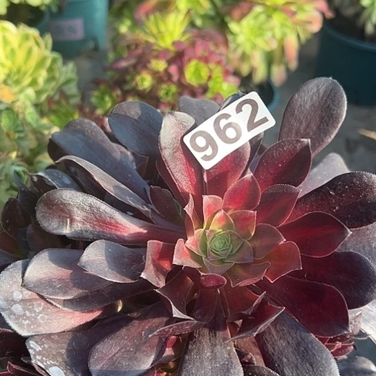 蜂**人多肉植物一个