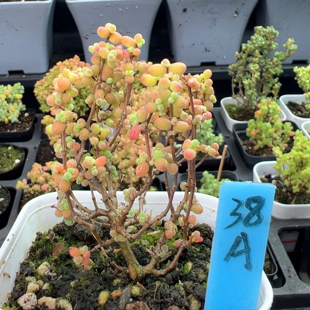 葡萄米38号6.5厘米盆