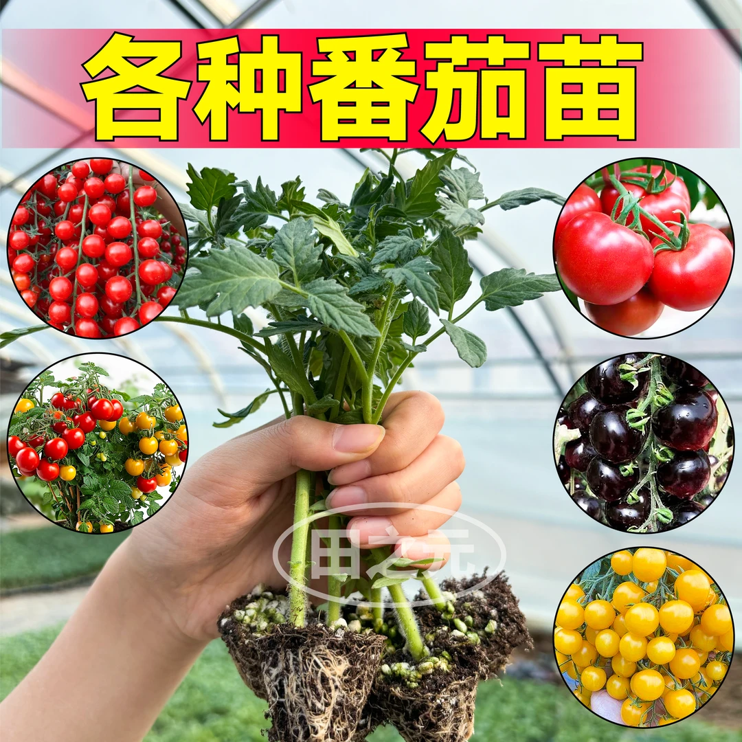 山东寿光各种番茄苗秧大全樱桃西红柿圣女果种苗四季庭院盆栽高产