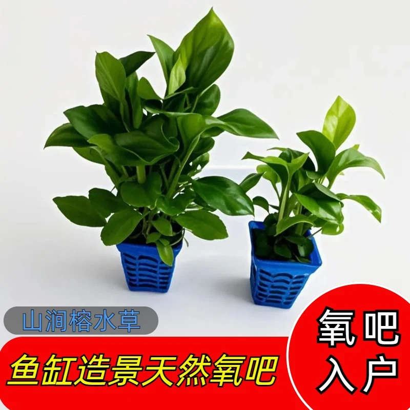 山间榕造景场懒人活体增氧鱼缸鱼缸鱼缸水榕水草