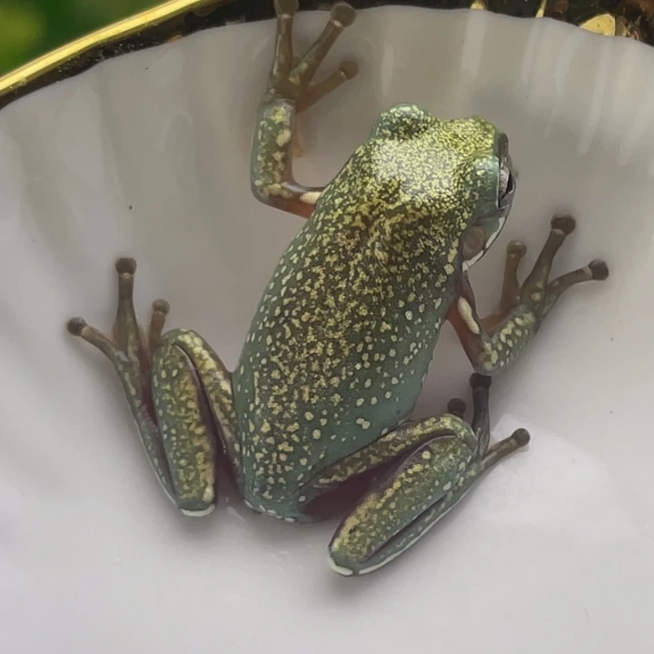 老爷树蛙澳蓝小金豆子2号