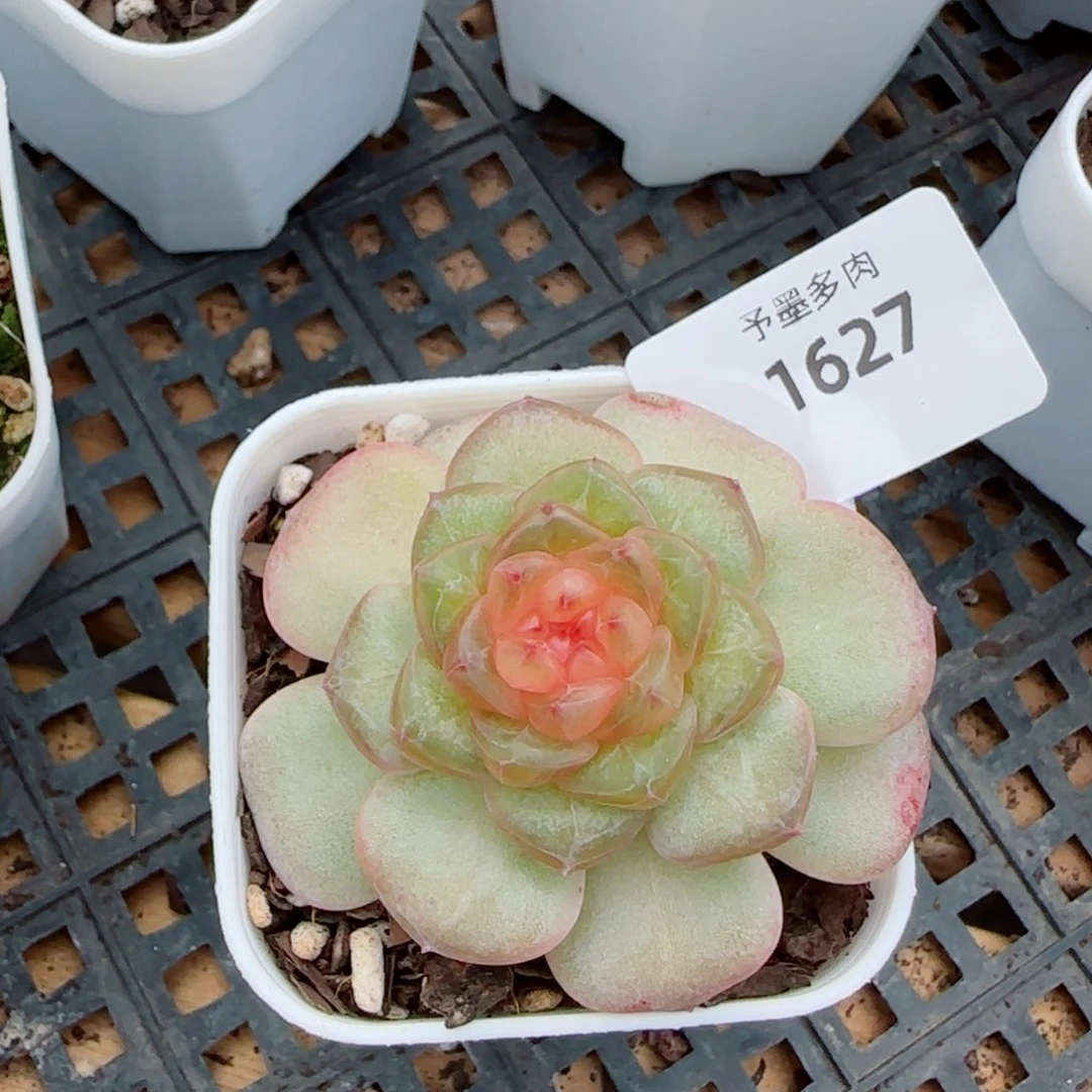 果冻糖，1627多肉植物