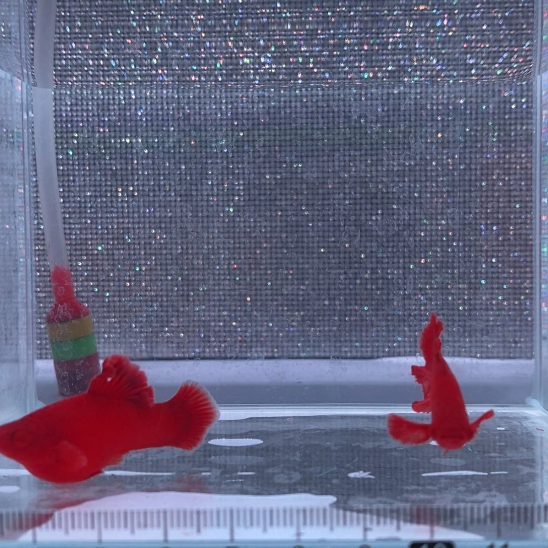 红剑鱼扇尾1公平鳍1母高鳍亚成