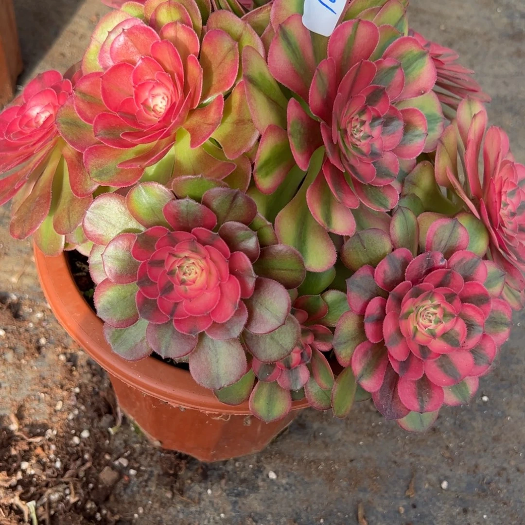 166荔枝不包断多肉多肉多肉