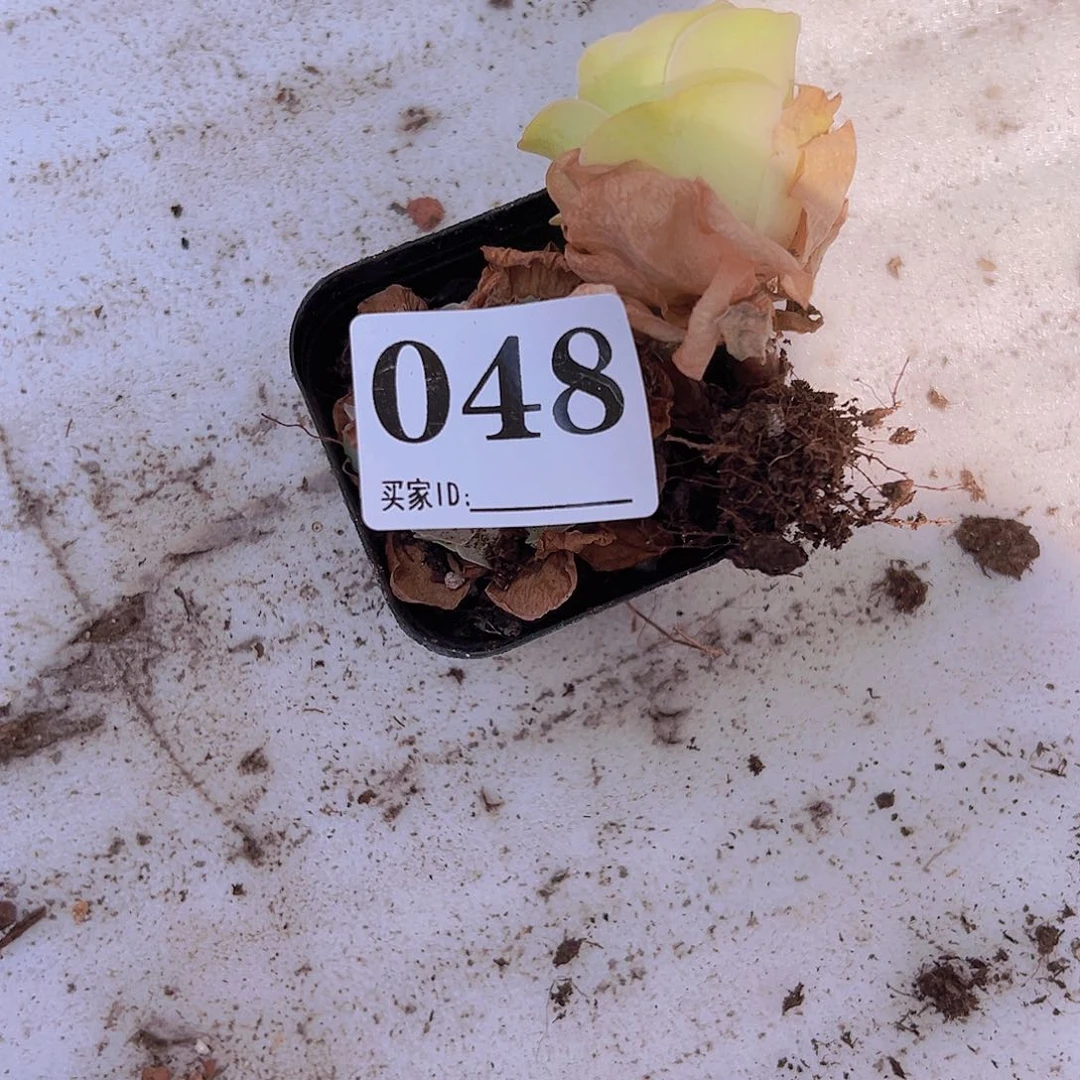 048一物一拍玫瑰多肉