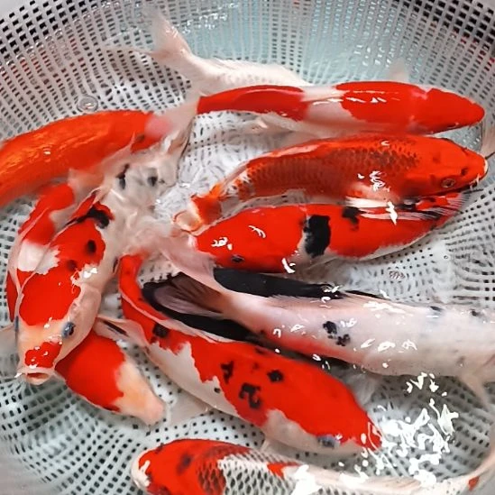 锦鲤包邮开箱包活到家