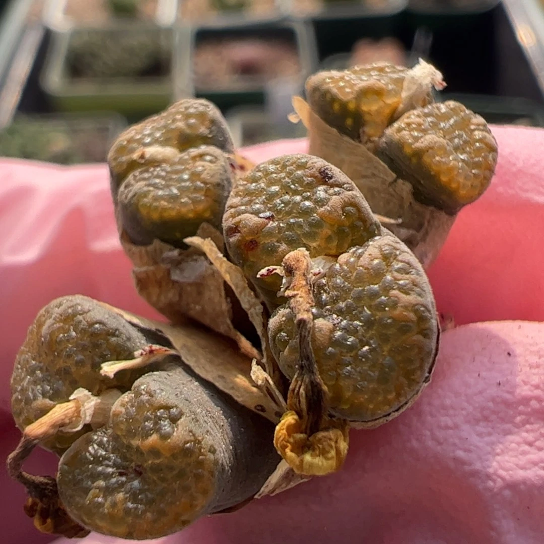 922 好看的多肉冲冲冲