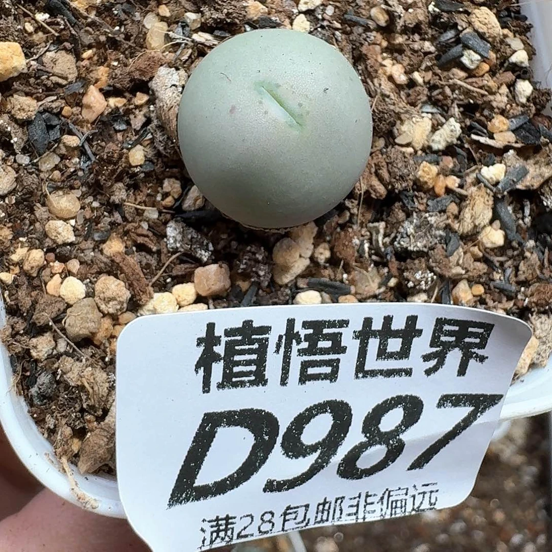 的润泽的润泽风格