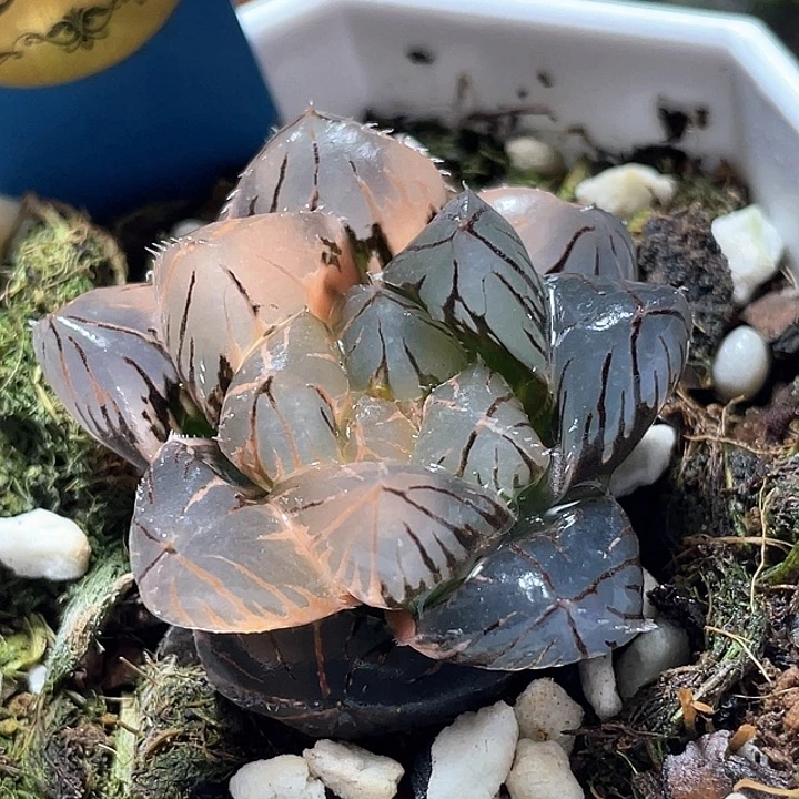 582OM玉露锦特选福利