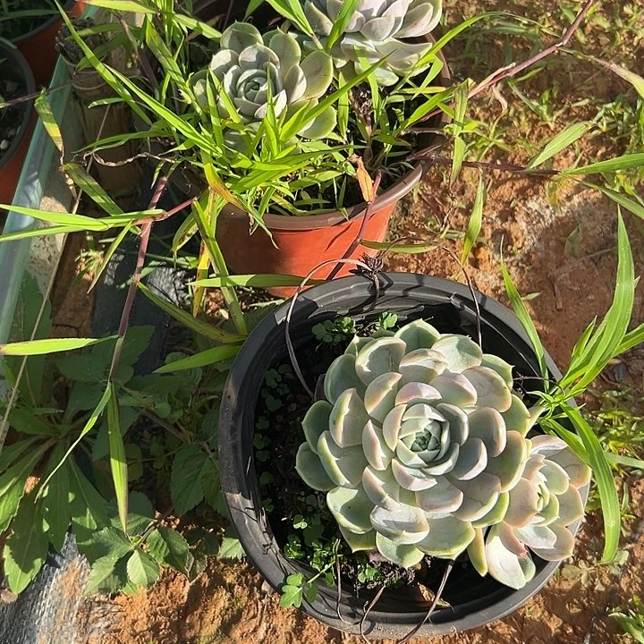 美***美多肉植物实物直播实物179