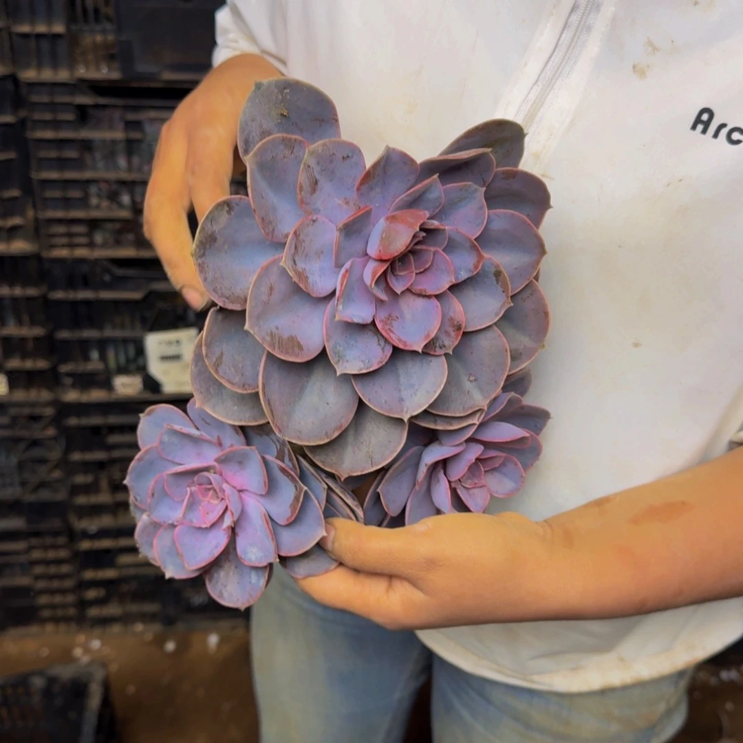 阿***芬紫珍珠 一颗 不包损9189