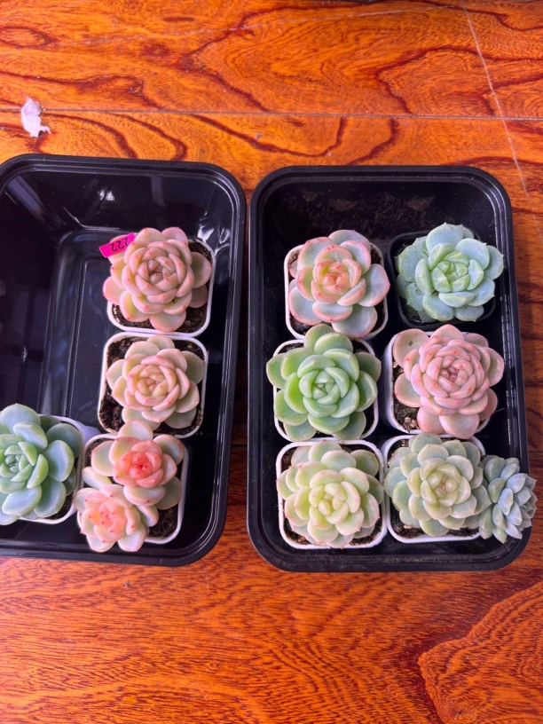 222号天蝎专拍多肉植物一物一拍