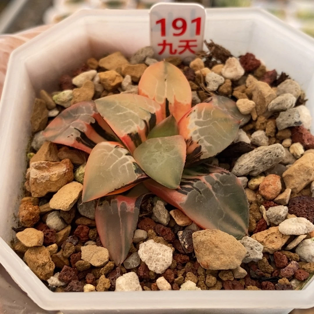 191号火凤凰克锦多肉植物