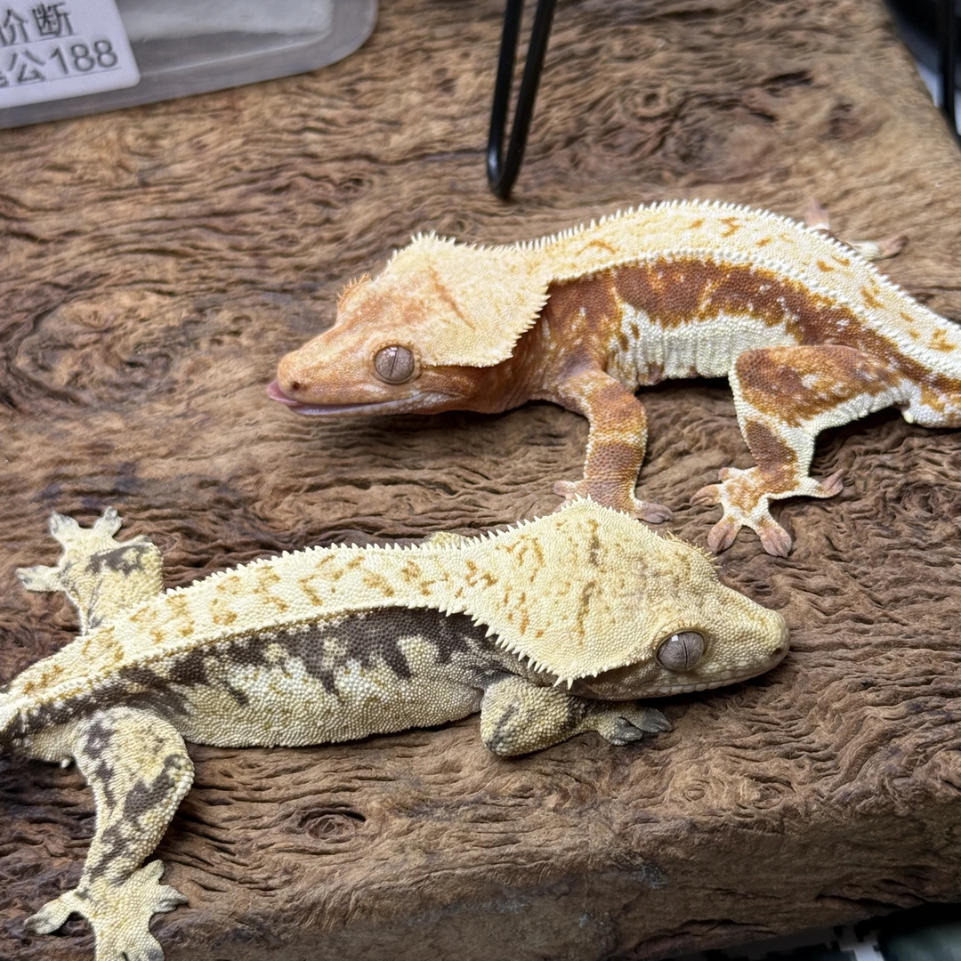 （山姆大叔爬宠）精选品质莉莉白睫角守宫幼体新手宠物（直播间选购）