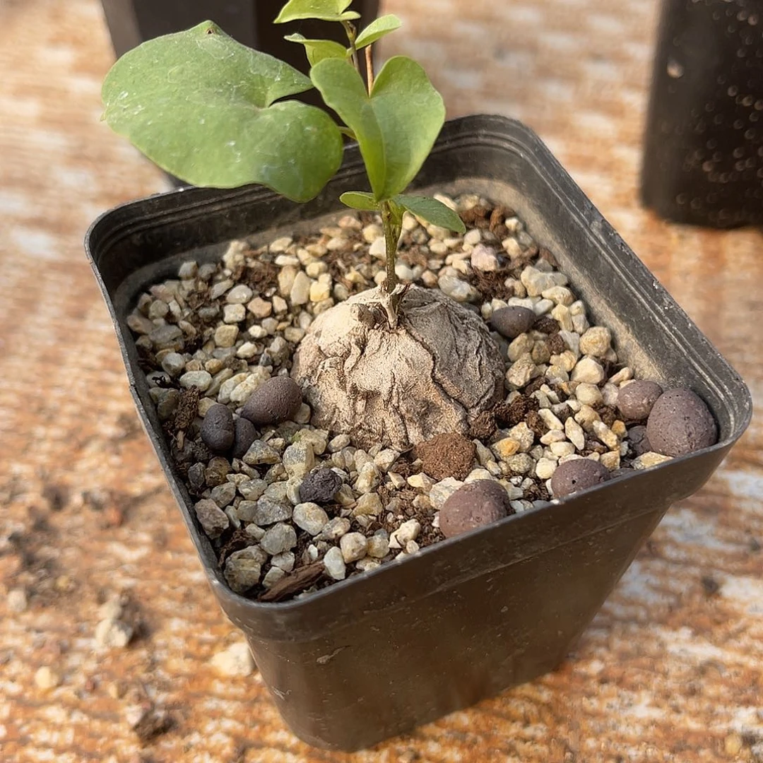 实生龟甲龙已修根