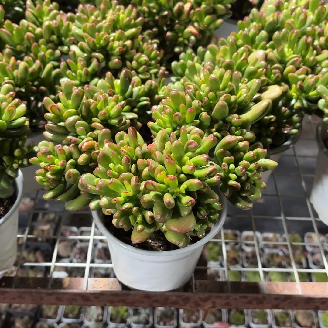 招财猫多肉11㎝盆特价