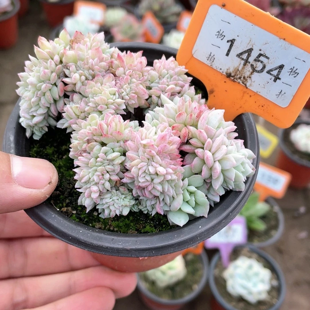 【闪购商品】1454号