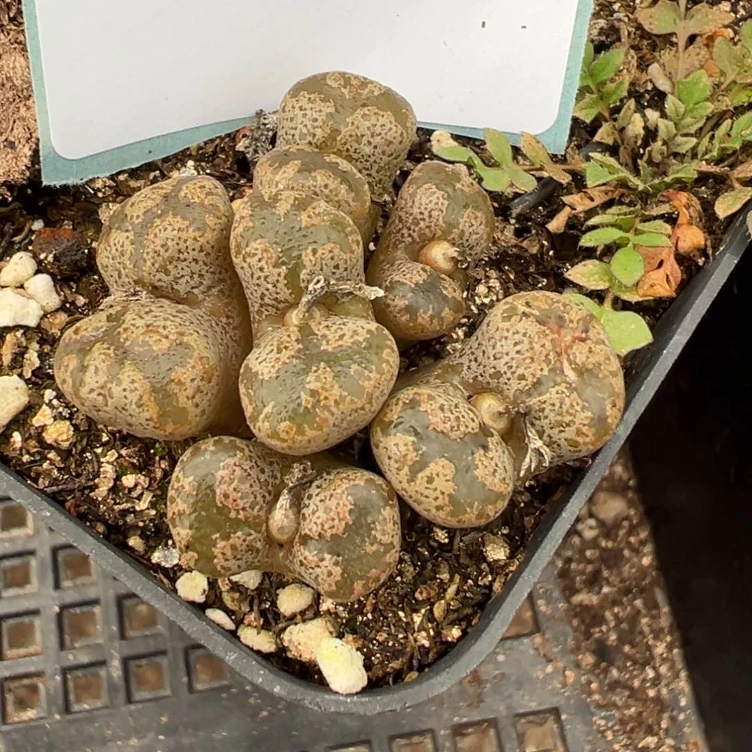 20-187勋章多肉植物