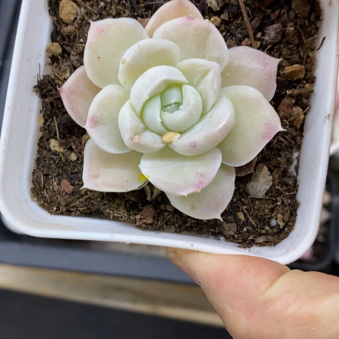 精品多肉一物一拍不包整404