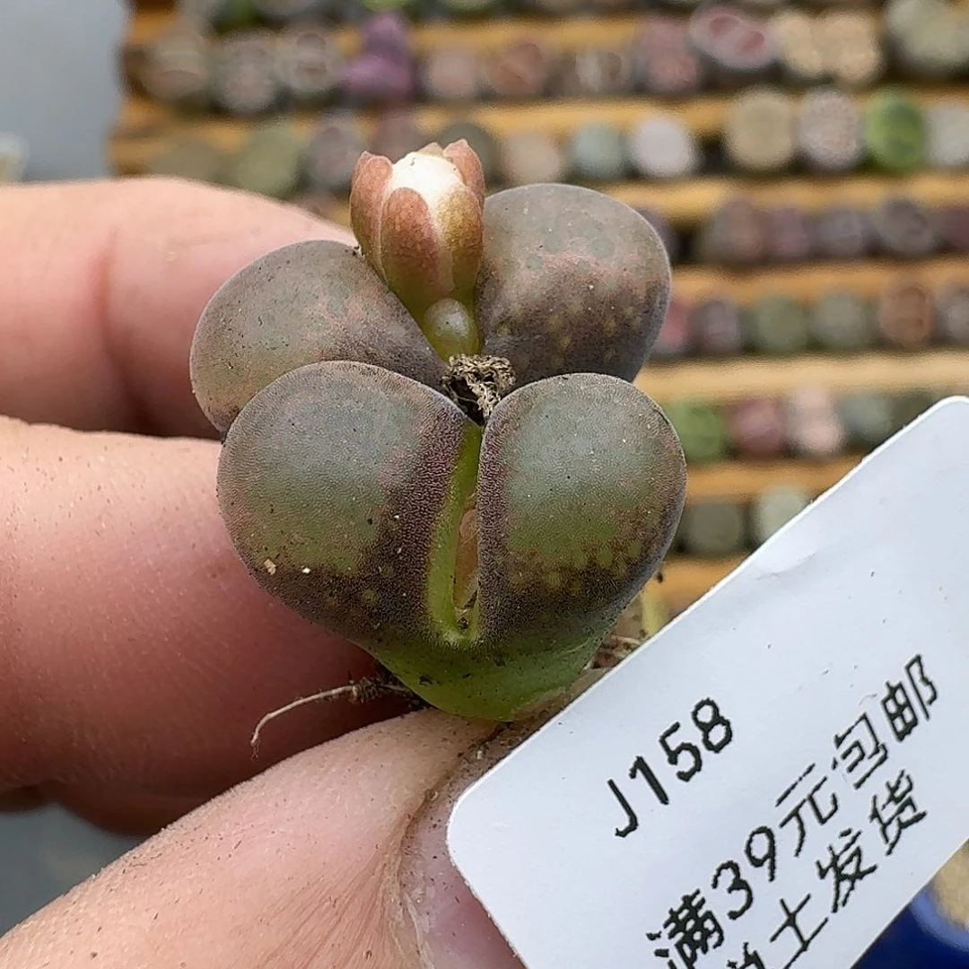 158多肉哈哈哈哈哈哈