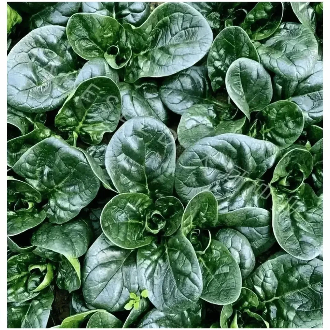 【矮生趴地菠菜种子】种籽菠菜种籽春秋冬四季菜园阳台盆栽蔬菜种籽