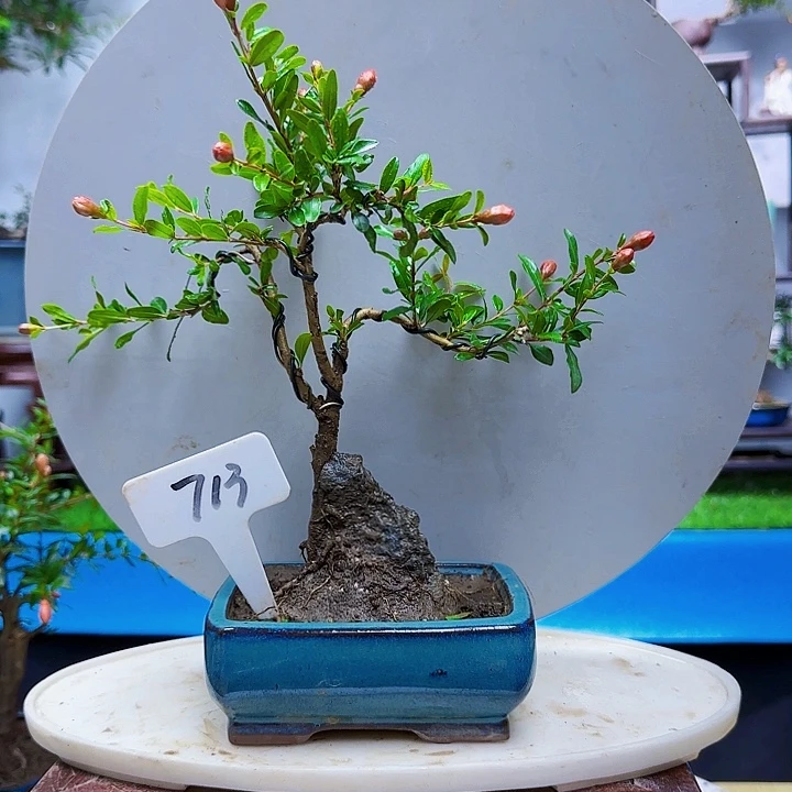 开****?宫灯石榴带盆包邮