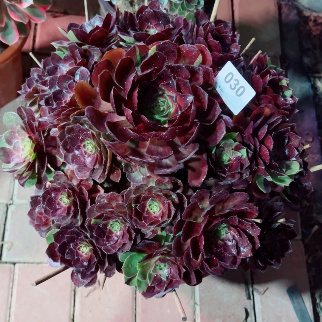 30黑美人法师多肉植物