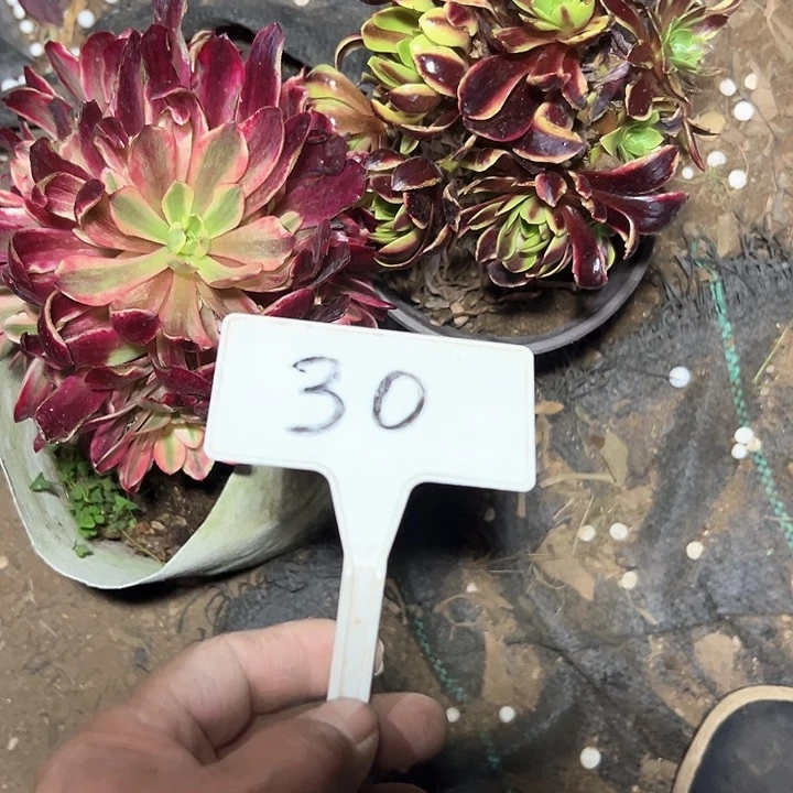 多肉植物组合2个