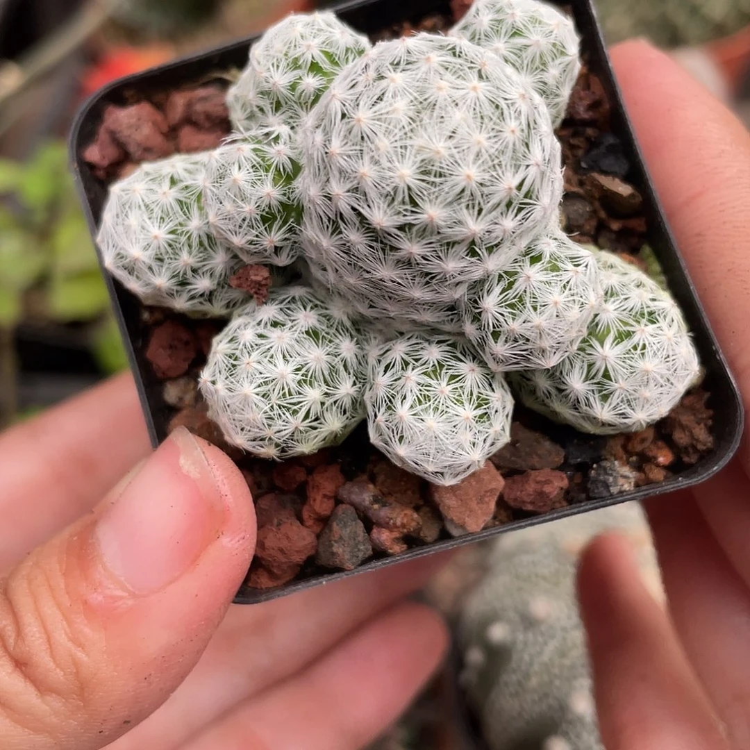 720姬春星（满18元包邮）