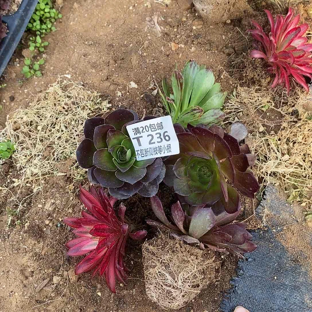 236五棵多肉法师锦量拍