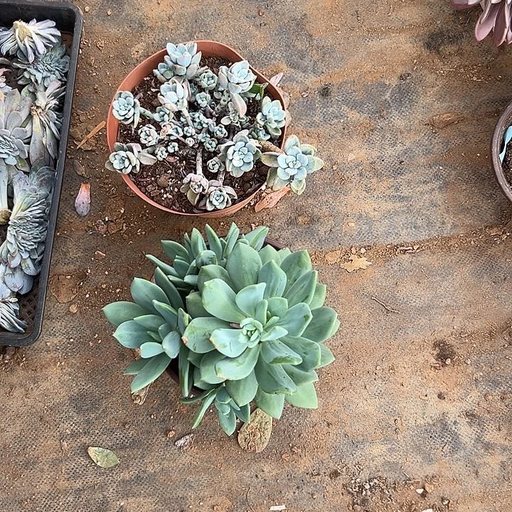 玻***瓶多肉植物实物直播实物40