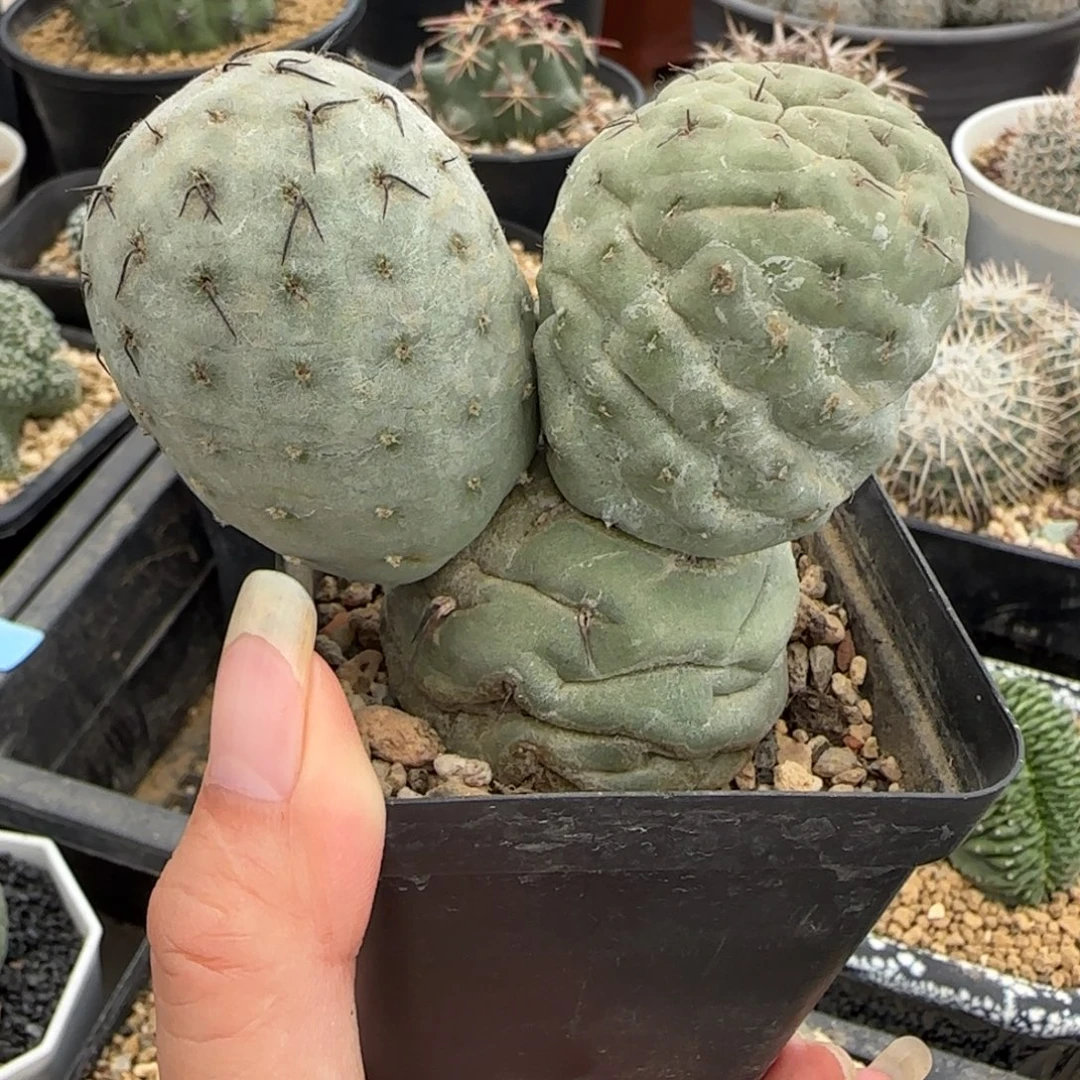 031自根蓝白肌米奇习志野多肉