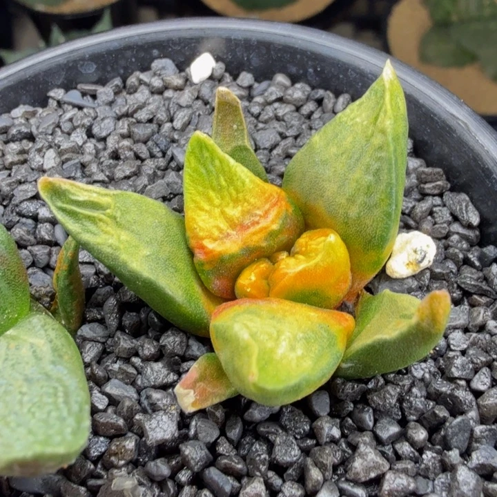 天林的彩色怒锦实生