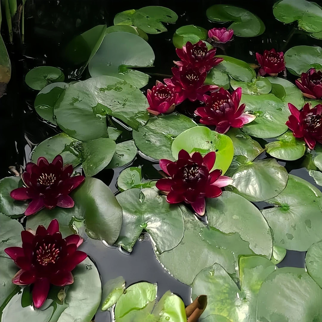 耐寒睡莲根块【黑公主】池塘水培植物红色美观水莲水培植物开花精美