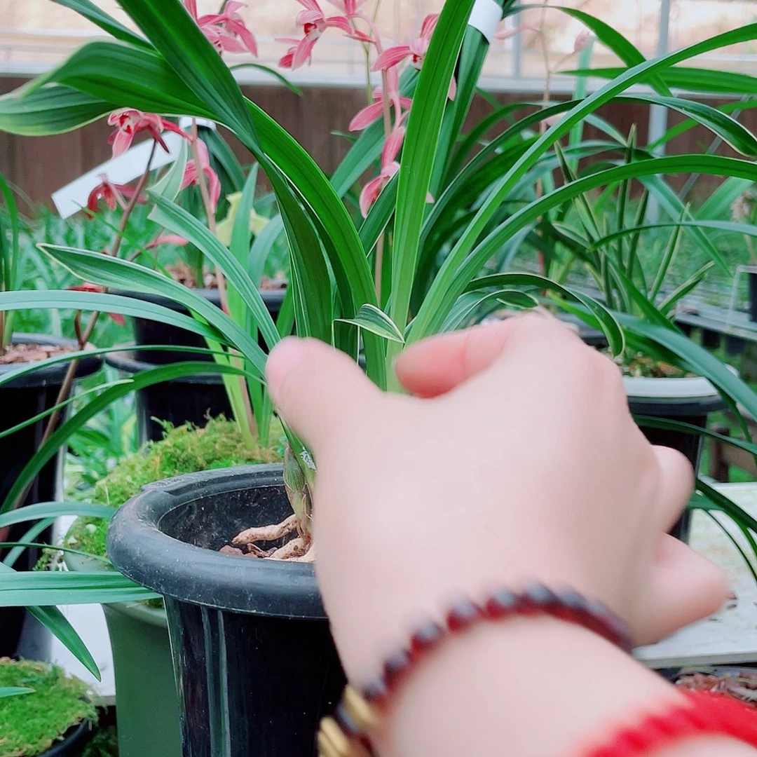 唯***家完全开放一物一漂亮开花